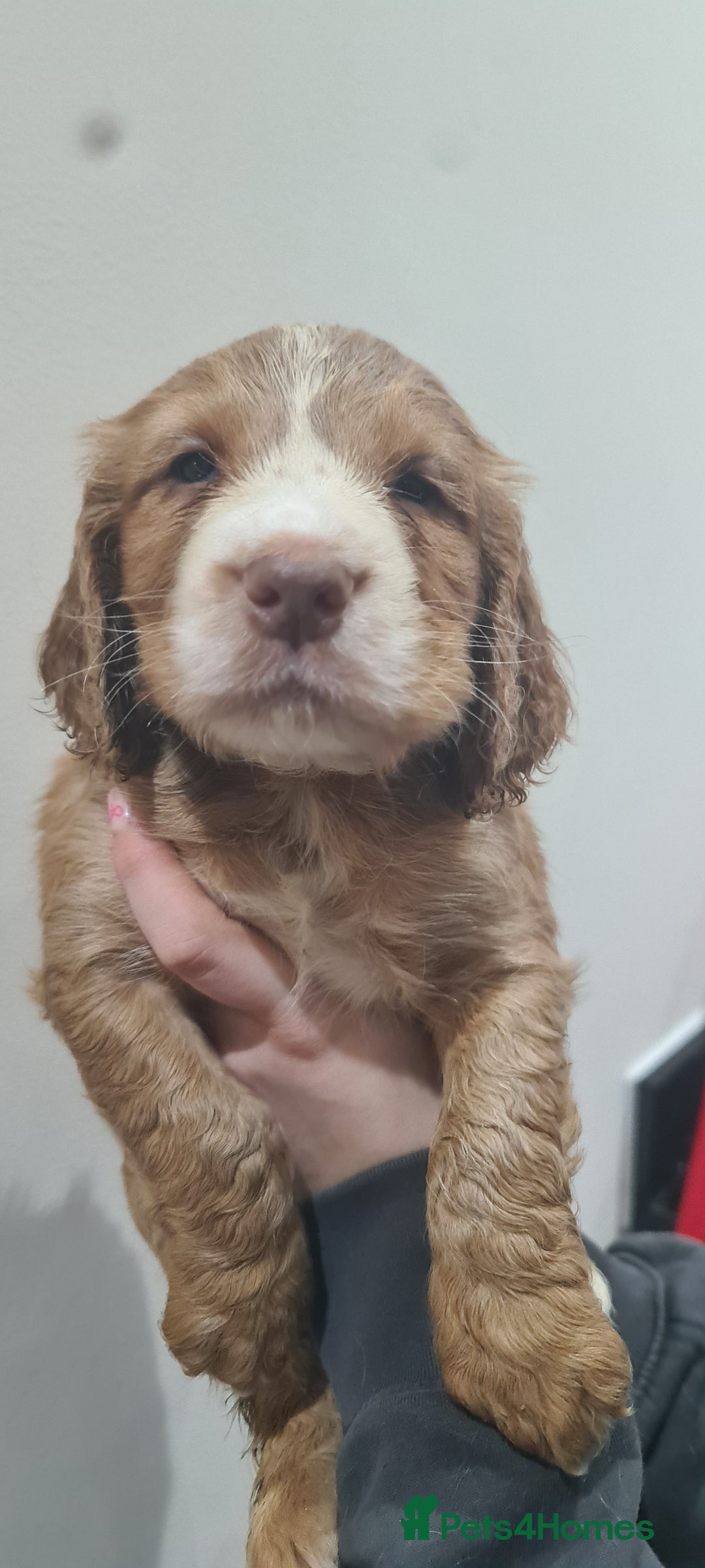Cocker Spaniel dogs for sale: Beautiful KC Cocker Spaniel Puppies for sale  - Advert 13