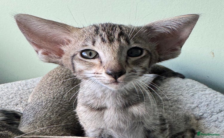 Oriental cats - Advert 1
