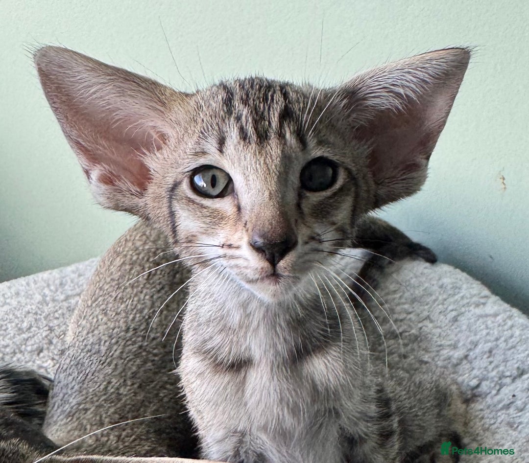 Oriental cats for sale: Pedigree Oriental Kittens  - Image 1
