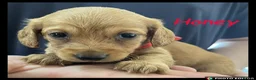 Miniature Dachshund dogs for sale: Miniature Dachshund puppies ⭐⭐ - Advert 7