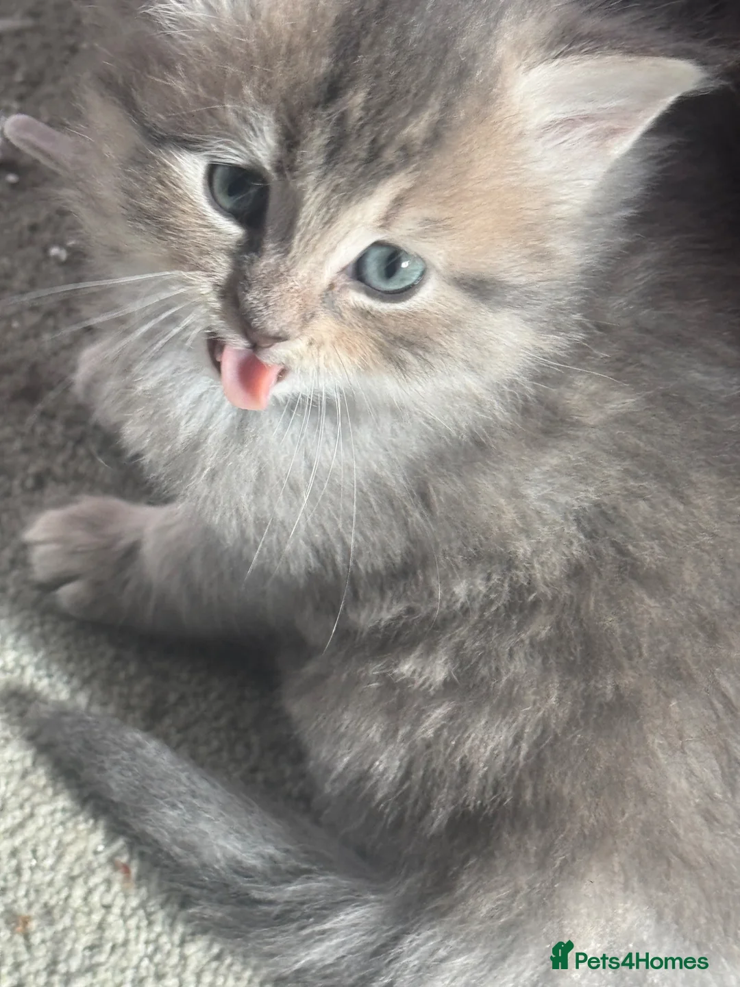 Mixed Breed cats for sale: Maine Coon cross kittens  in Southampton - Advert 2