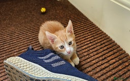 British Shorthair cats for sale: 4 Beautiful Kittens - Image 9