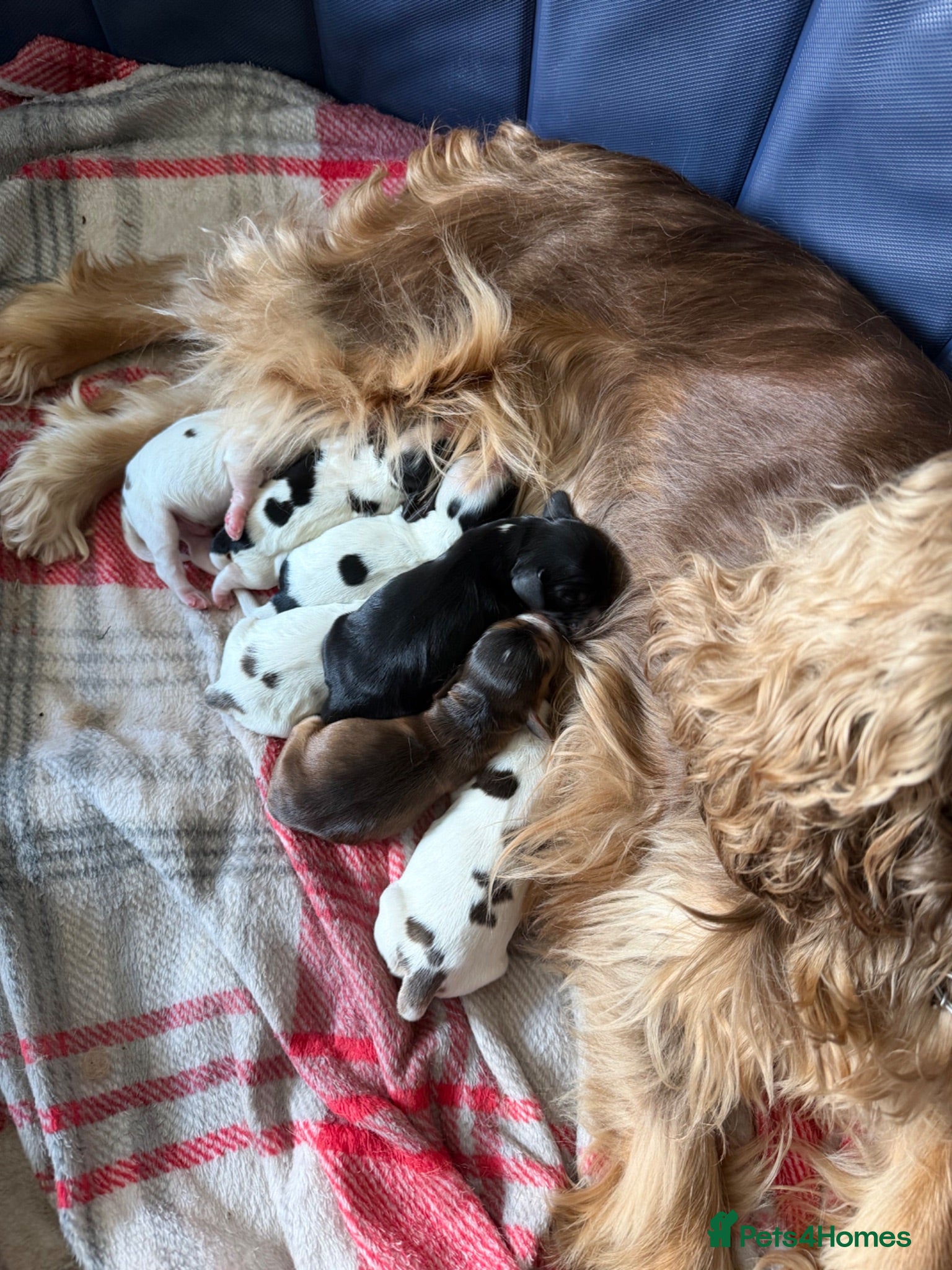 Cocker Spaniel dogs 7 Show cocker spaniel puppies for sale  - Advert 4
