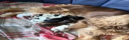 Cocker Spaniel dogs for sale: 7 Show cocker spaniel puppies for sale  in Strathpeffer - Advert 1