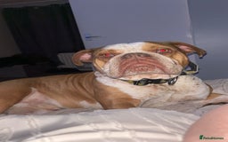 Old Tyme Bulldog dogs for stud: Bentley the Bulldog - Image 8