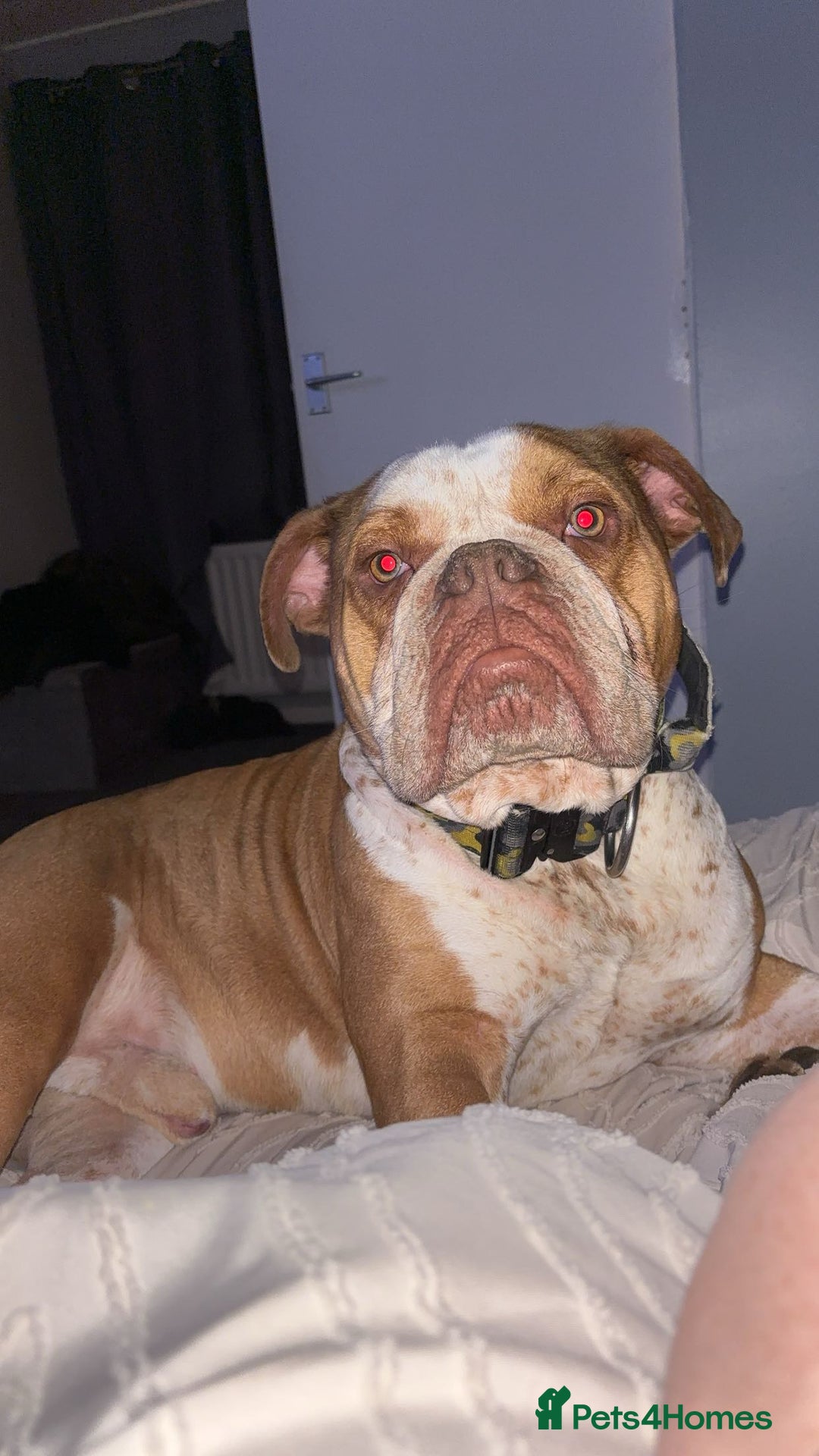 Old Tyme Bulldog dogs for stud: Bentley the Bulldog - Image 8