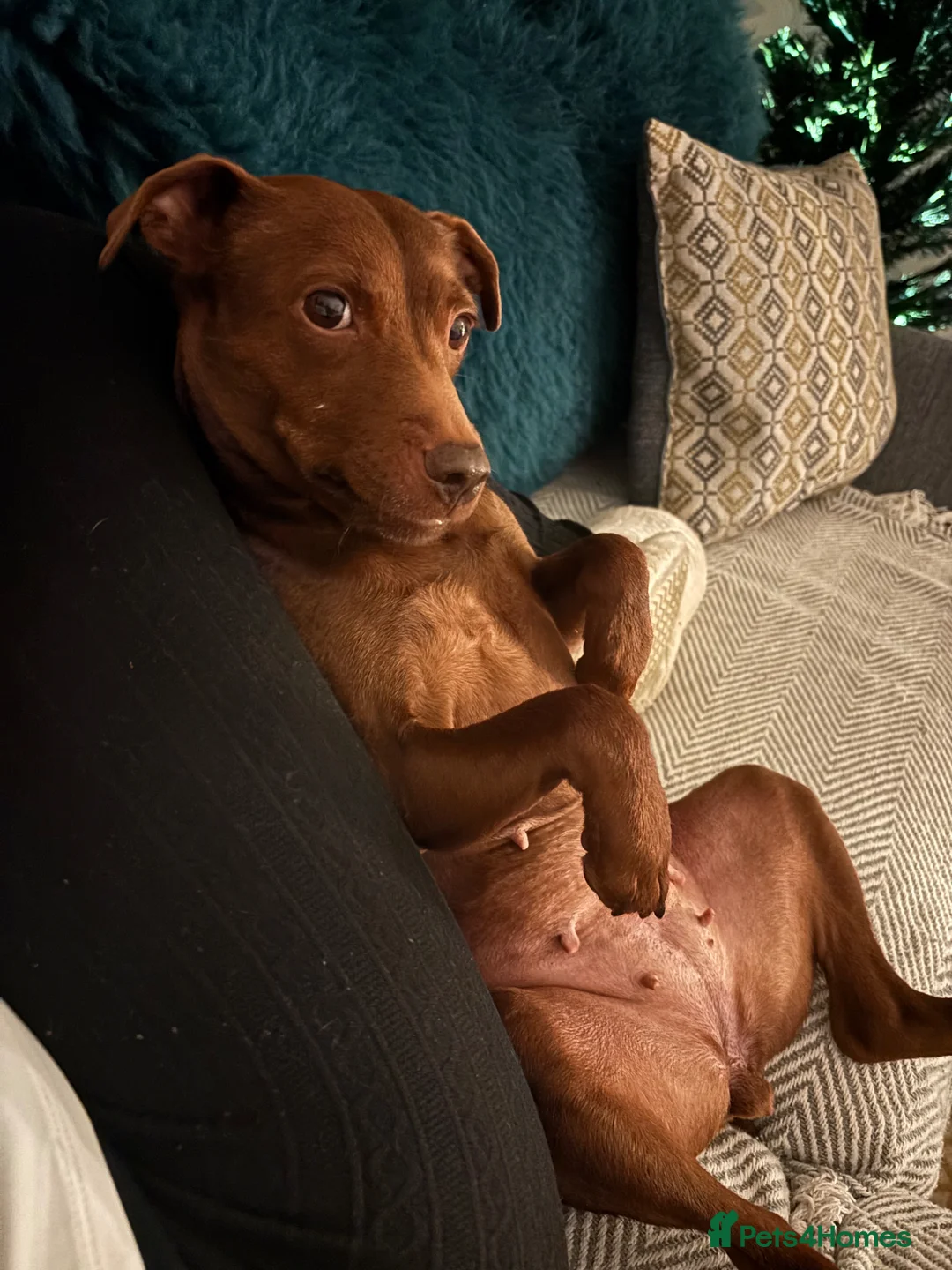 Patterdale Terrier dogs for sale: Female patterdale for rehoming - Advert 2