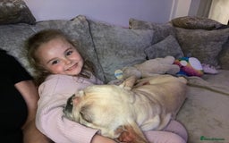 French Bulldog dogs for sale: Stunning male Frenchie  - Image 5