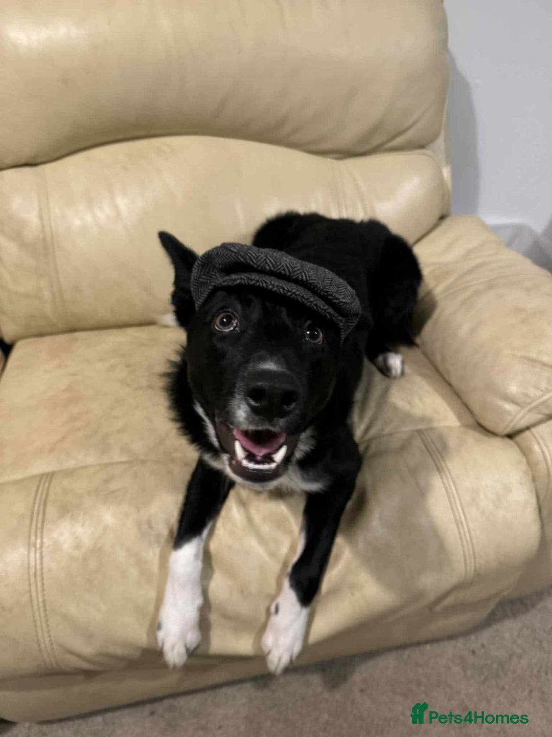 Border Collie dogs for sale: Rehome urgent, no fault of own  - Advert 5