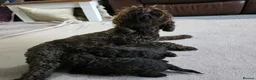 Cavapoo dogs for sale: DNA Tested Chocolate F1b Cavapoos. 2 Boys & 1 Girl - Advert 17