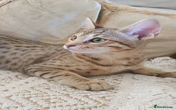 Savannah cats for sale: Fabulous F5 SBT Savannah Kittens! REDUCED! - Image 3
