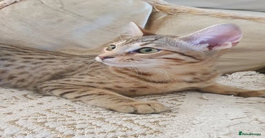 Savannah cats - Advert 14