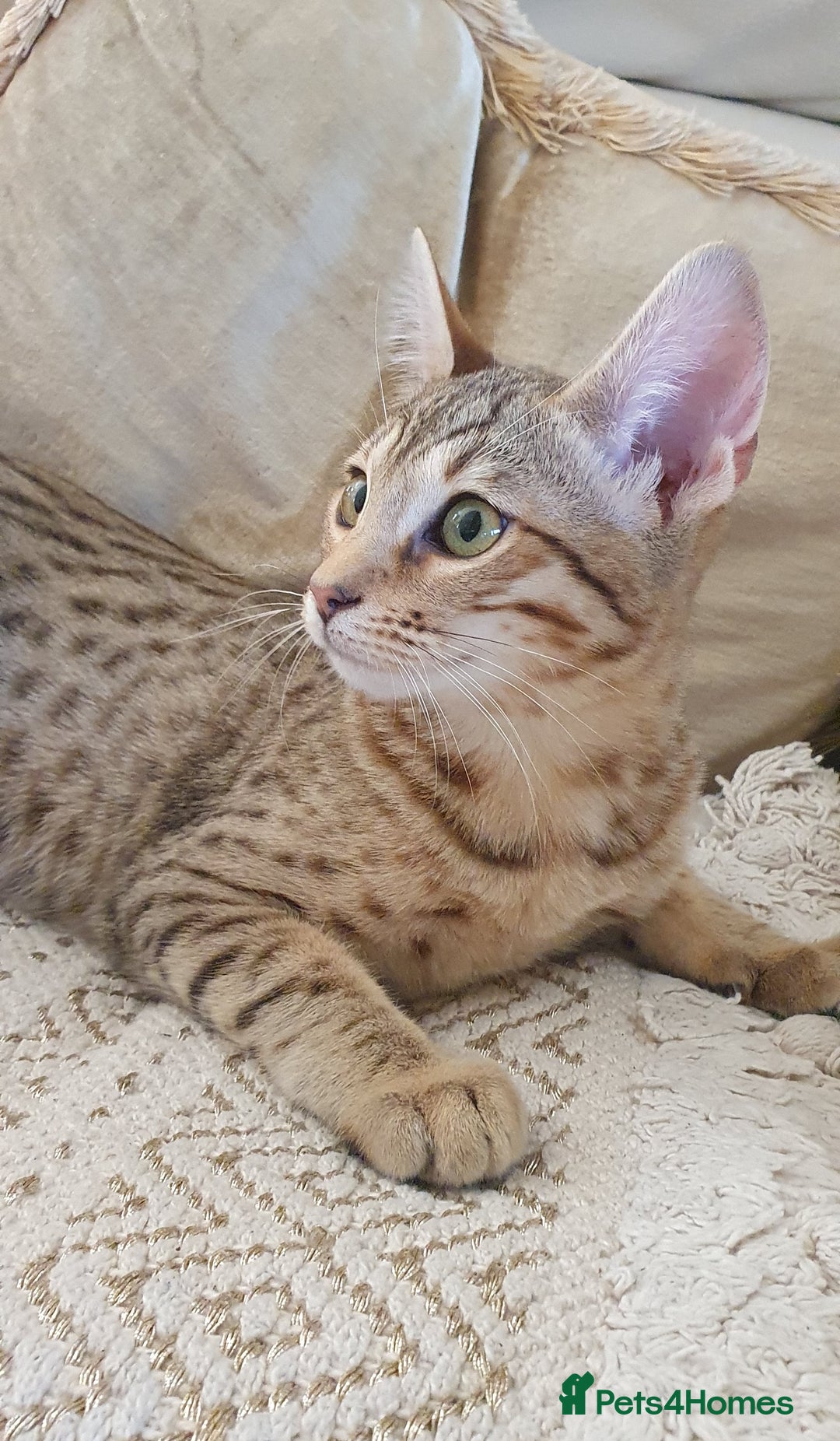 Savannah cats for sale: Fabulous F5 SBT Savannah Kittens! REDUCED! - Image 3