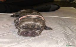 Cane Corso dogs for sale: Cane Corso Puppies  - Advert 18