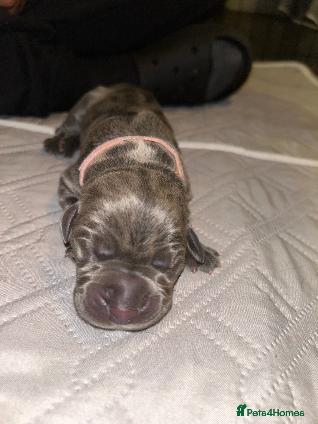 Cane Corso dogs for sale: Cane Corso Puppies  - Advert 18