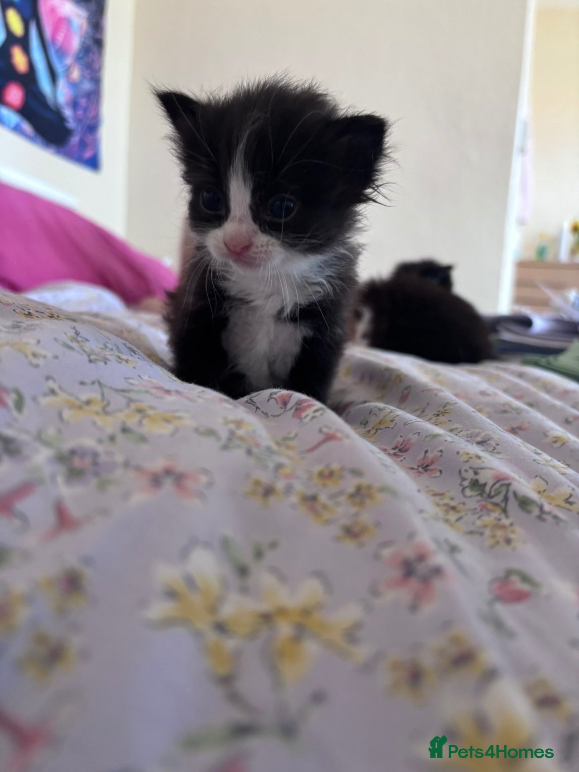 British Shorthair cats 12 week old female kitten cute and friendly  - Advert 1