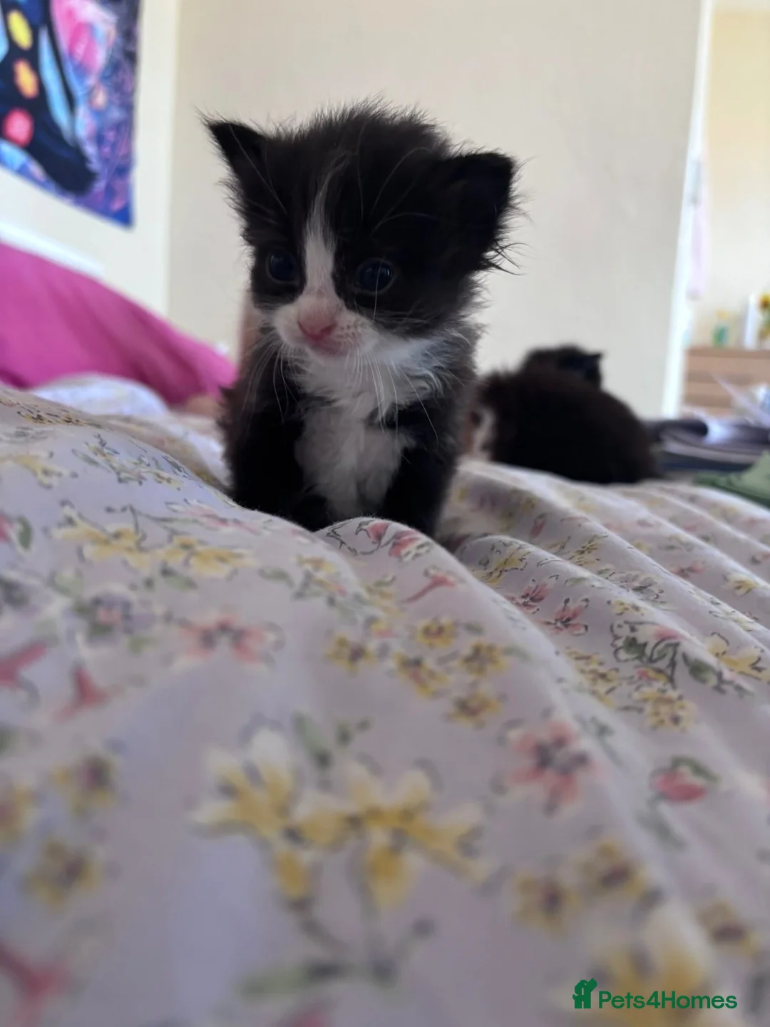 British Shorthair cats for sale: 12 week old female kitten cute and friendly  - Advert 1