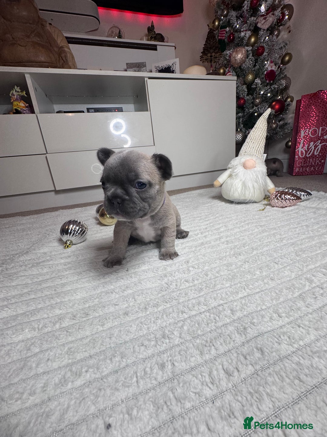 French Bulldog dogs for sale: French Bulldog puppies for sale  - Advert 9