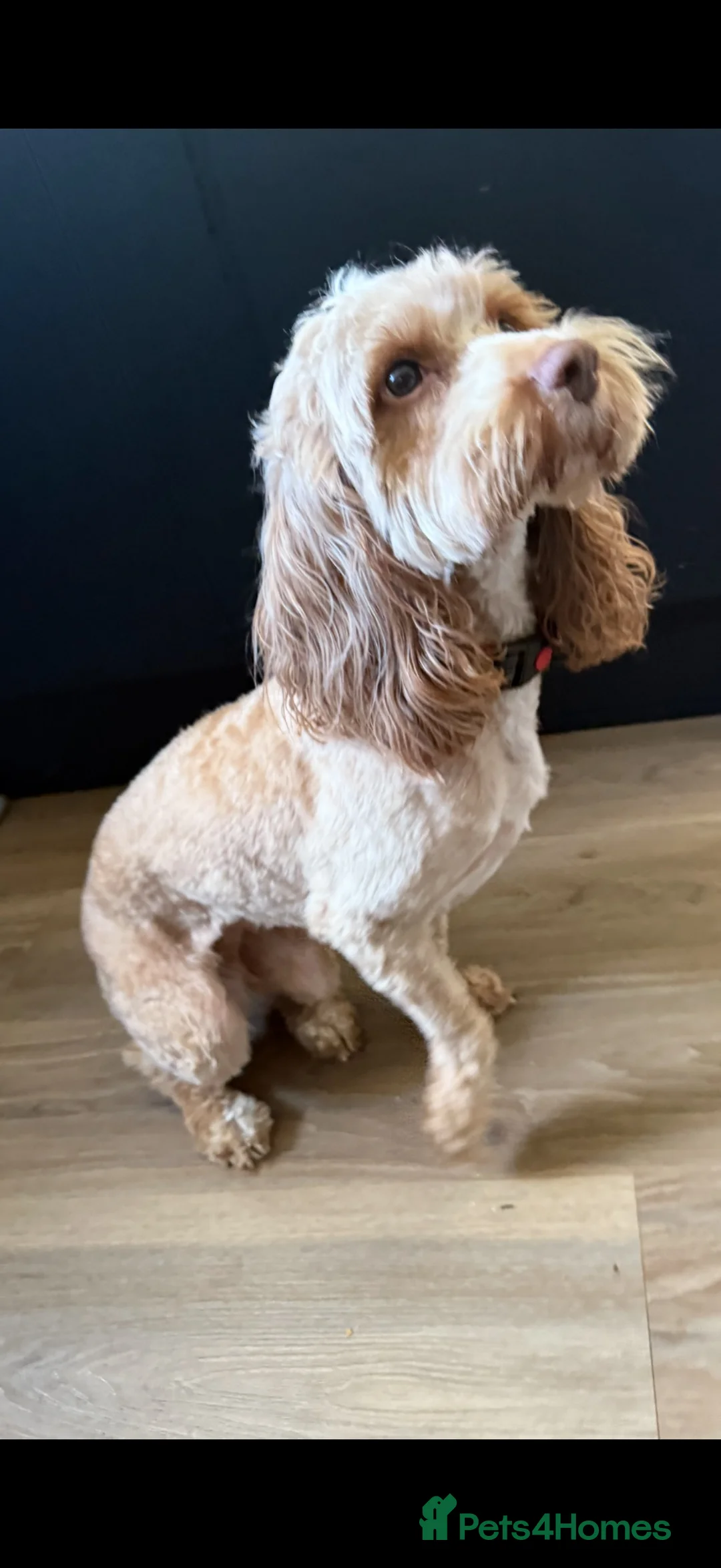 Cockapoo dogs for sale: Beautiful red Cockapoo  in Weston-super-Mare - Advert 2