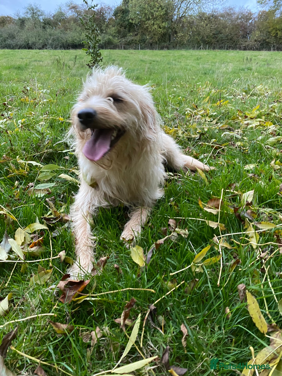 Labradoodle dogs for sale: 🌟 Beautiful Darcy — Yellow Labradoodle 🌟 - Image 4