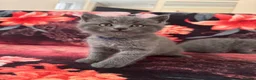 British Shorthair cats for sale: Gorgeous Cream and Lilac British Shorthairs - Advert 10