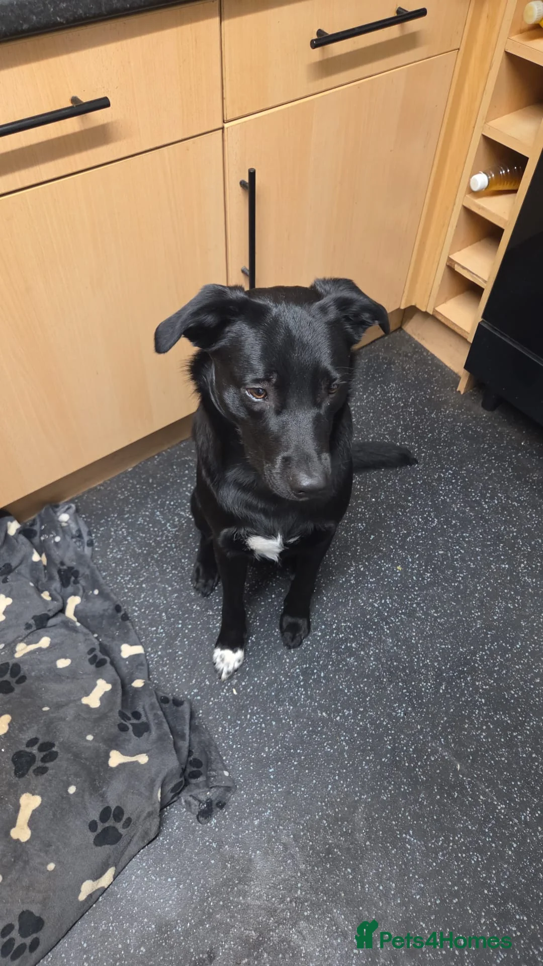 Borador dogs for sale: Bear. - Advert 3