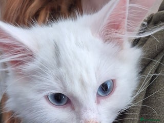 Mixed Breed cats - Advert 16