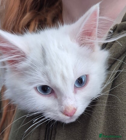 Mixed Breed cats - Advert 13