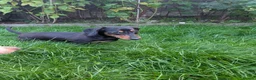 Mixed Breed dogs for adoption: 💙 THOR, 💙MONTY & ❤️COCO – THREE LITTLE SAUSAGES in Burton-on-Trent - Advert 16