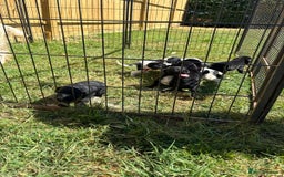 Mixed Breed dogs for sale: Cocker spaniel cross pointer Puppies  - Image 5