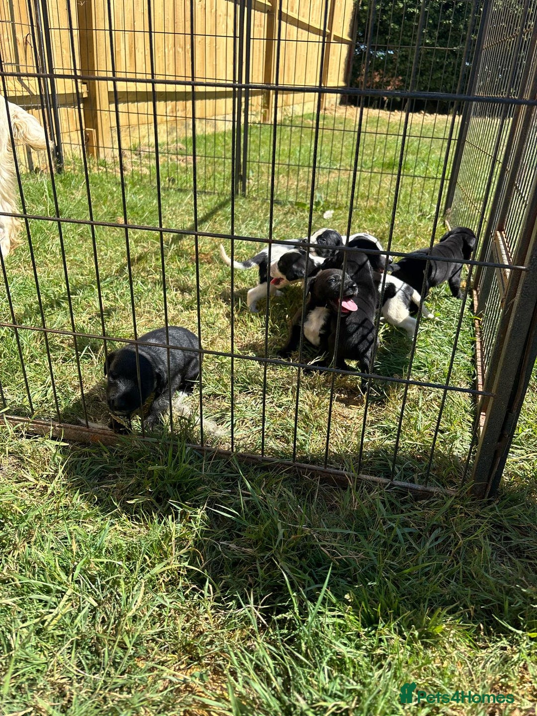 Mixed Breed dogs for sale: Cocker spaniel cross pointer Puppies  - Image 5