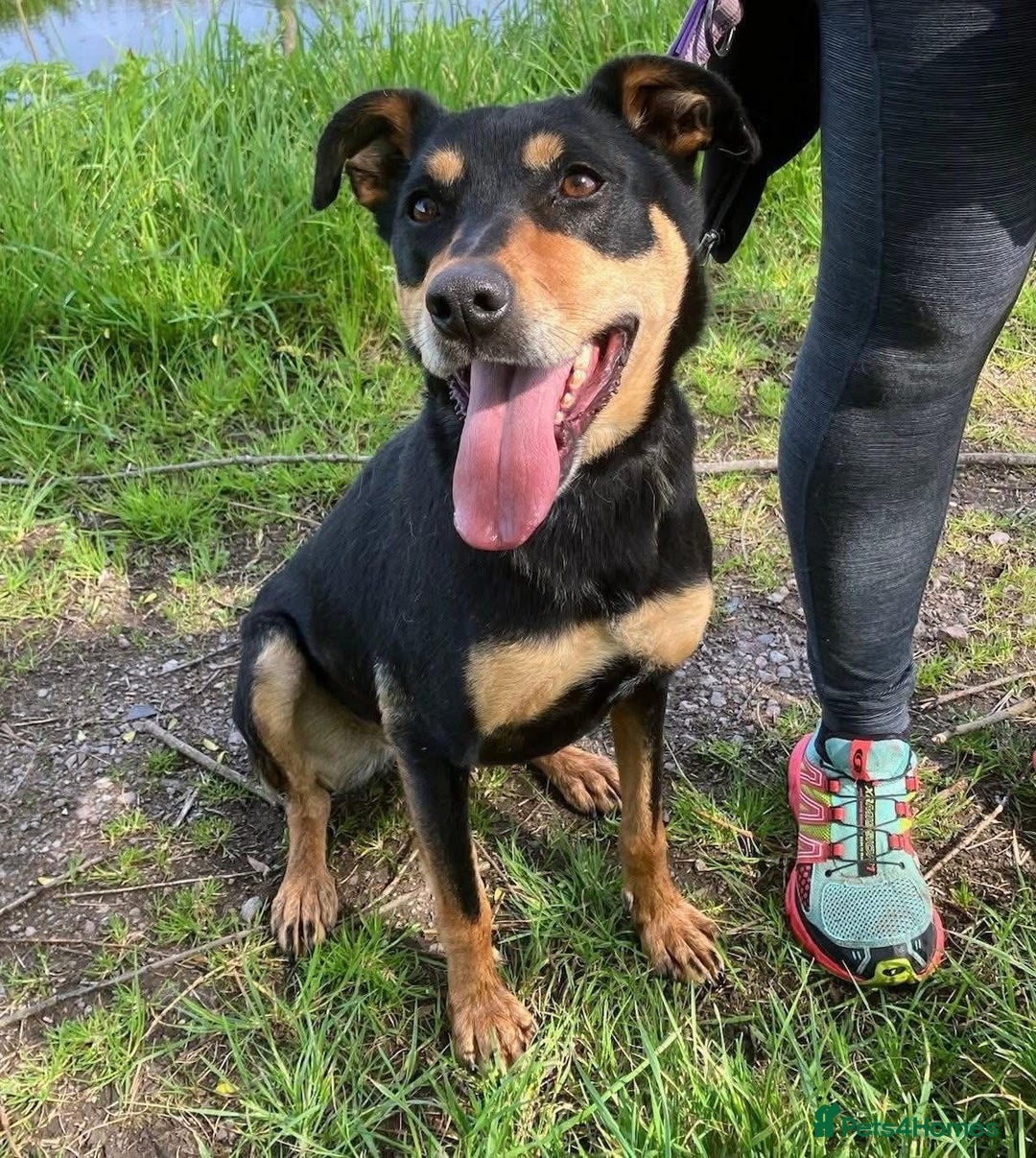 Mixed Breed dogs for adoption: Miss Maddy - 999 days in kennels 💔💔💔 in Caldicot - Advert 26
