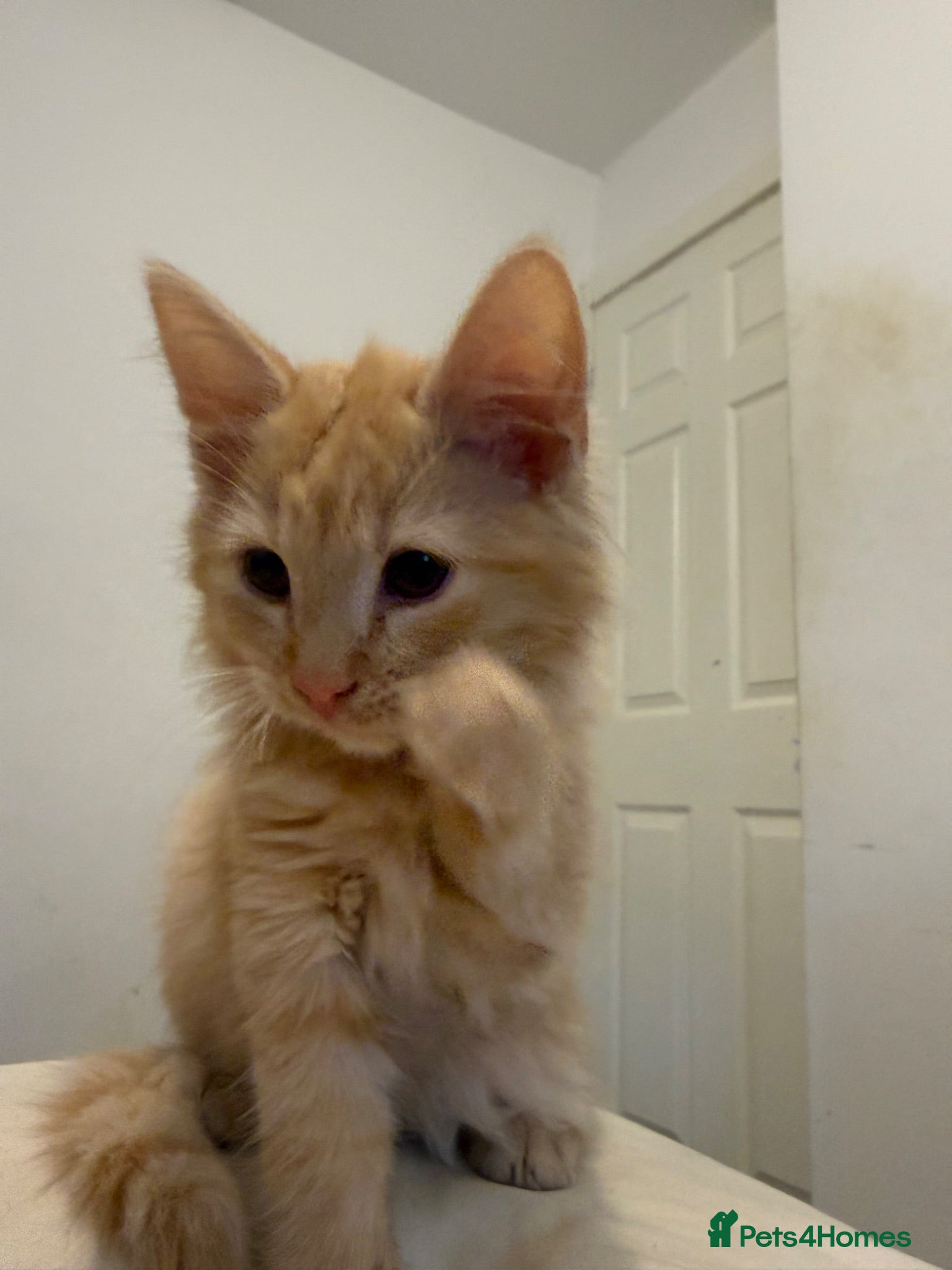 Mixed Breed cats Custard the kitten  - Advert 2