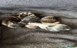 Mixed Breed cats for sale: Adorable Kittens Available  - Image 19