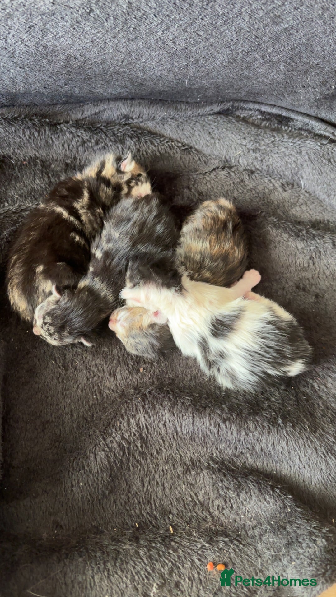 Mixed Breed cats for sale: Adorable Kittens Available  - Image 19