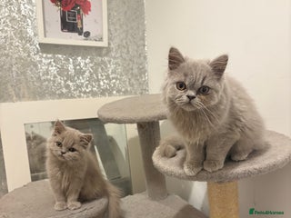 British Shorthair cats Gccf British long hairs £400 Each - Advert 11