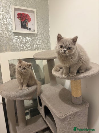 British Shorthair cats Gccf British long hairs £400 Each - Advert 8