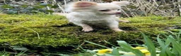 Chihuahua dogs for sale: Two Chihuahuas and a sausage dog - Advert 5