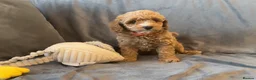 Cavapoo dogs for sale: Cavapoos Extensive DNA & Heart tested - Advert 17