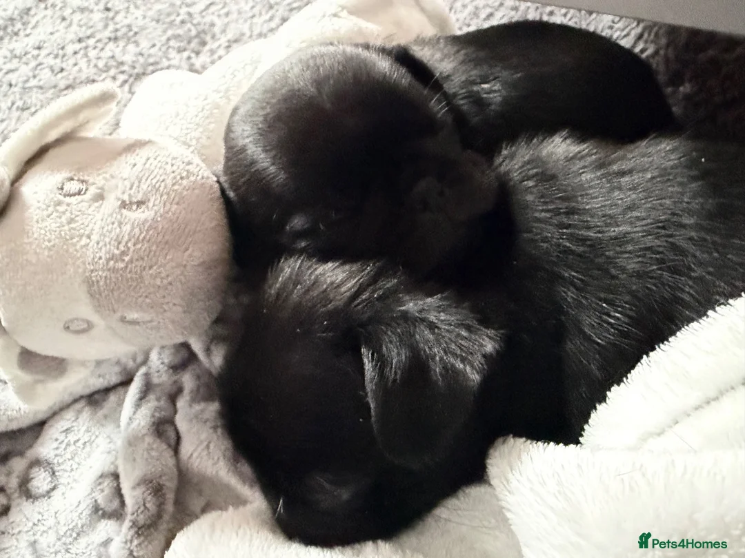 Pug dogs for sale: PUGS X2 Females, black, GORGEOUS! Ready 6th Aug! - Advert 1