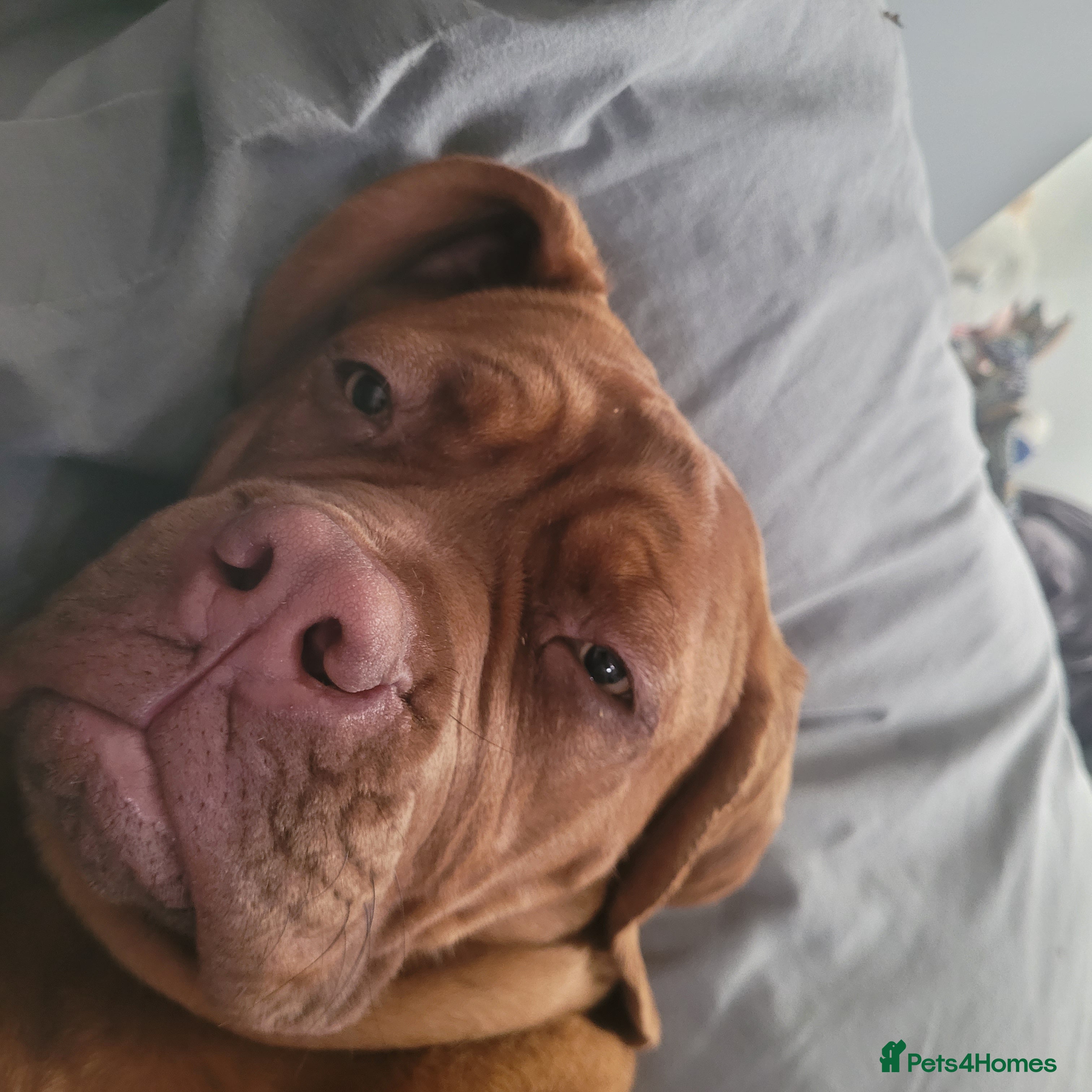 Dogue De Bordeaux dogs 7 month old Dogue de Bordeaux  - Advert 4