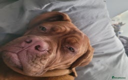 Dogue De Bordeaux dogs for sale: 7 month old Dogue de Bordeaux  - Image 1
