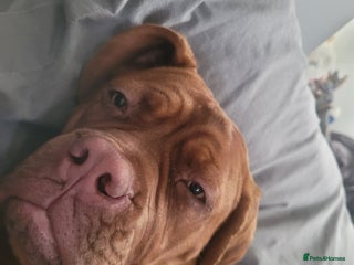 Dogue De Bordeaux dogs - Advert 16