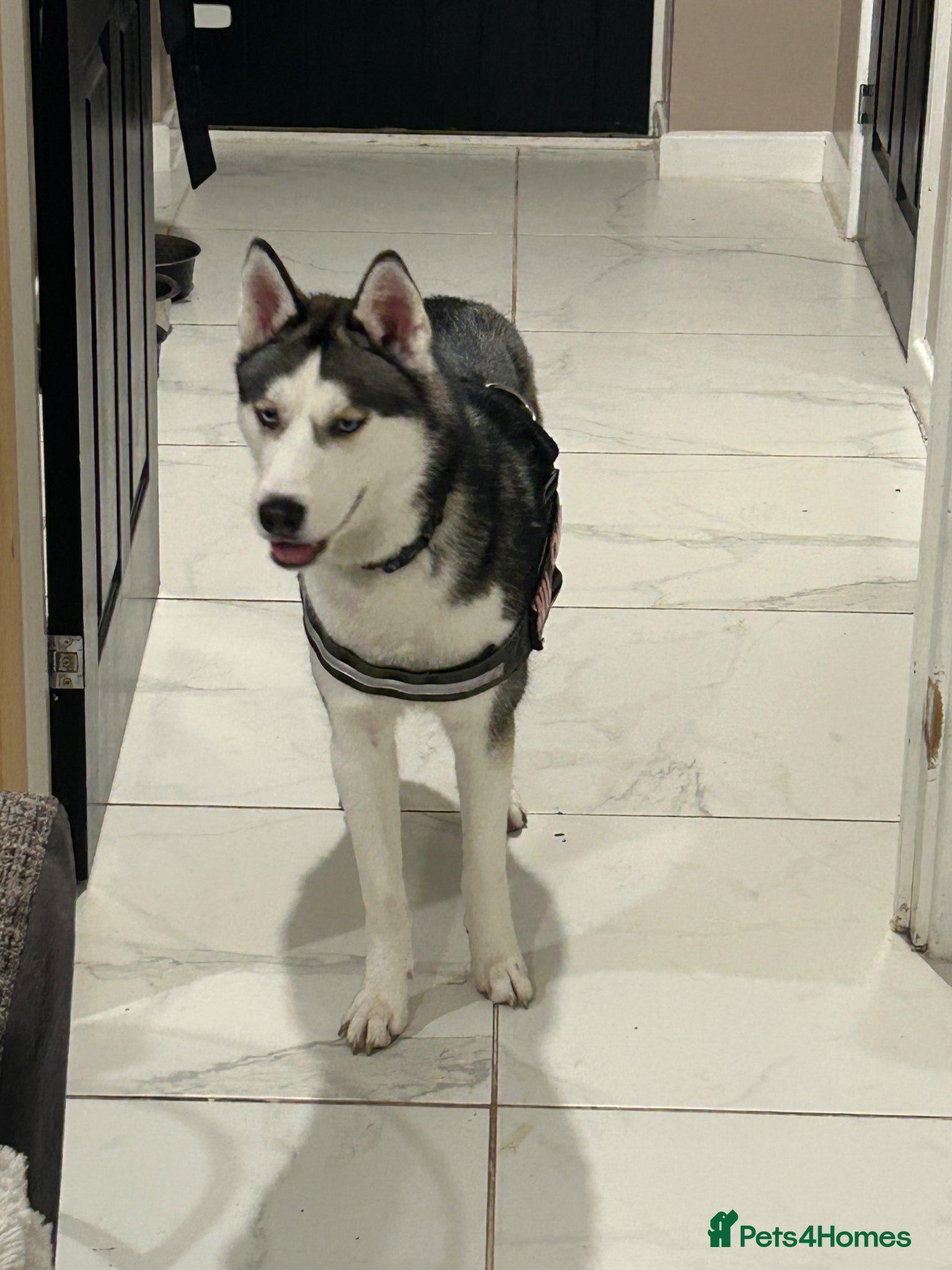 Siberian Husky dogs  Beautiful 10 Month Bitch.  - Advert 2