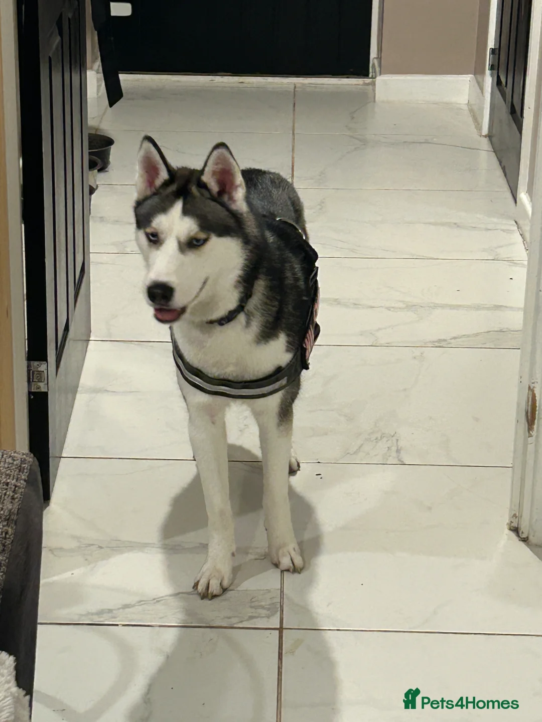 Siberian Husky dogs for sale:  Beautiful 10 Month Bitch.  - Advert 1