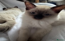 Ragdoll cats for sale: Exquisite 6th Gen*  PUREBREED Ragdoll Kittens - Image 13