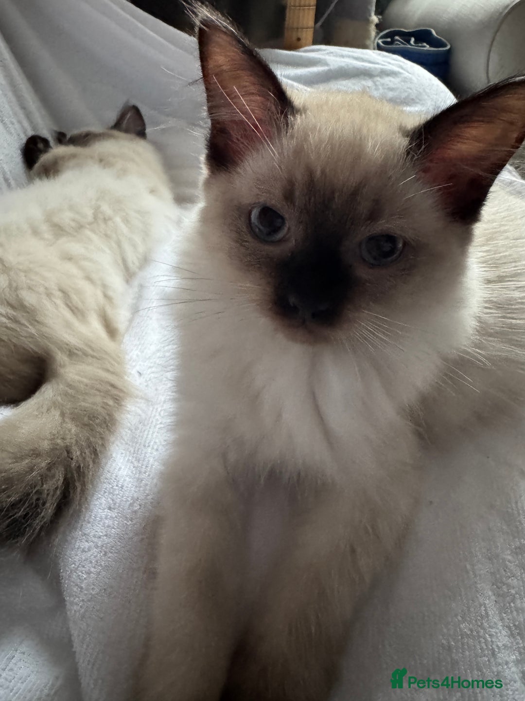 Ragdoll cats for sale: Exquisite 6th Gen*  PUREBREED Ragdoll Kittens - Image 13