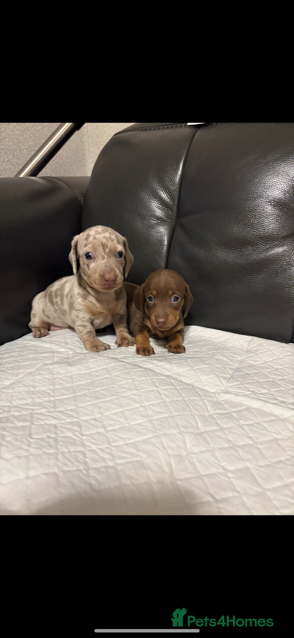 Miniature Dachshund dogs kc reg smooth haired miniature dachshund pups - Advert 7