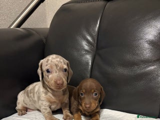 Miniature Dachshund dogs kc reg smooth haired miniature dachshund pups - Advert 7