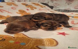 Dachshund dogs for sale: Wirehaired Dachshund - Image 3